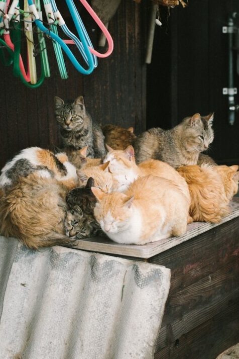 orange and brown tabby cats on table